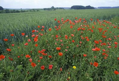 Red Poppies