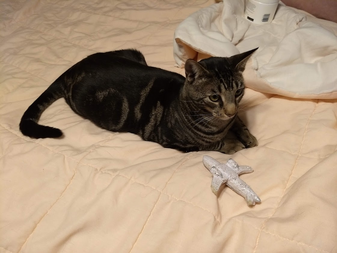 Ember at one year of age